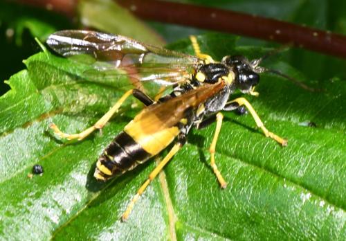 Tenthredo diana
